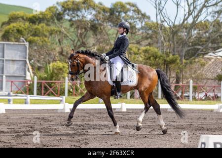 Dressurreiter im Wettkampf mit wunderbar braunem Lusitano Hengst, tolles Pferd. Stockfoto