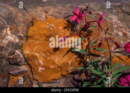 Zwergfeuerkraut, Chamaenerion latifolium, blühend entlang des Flusses in der arktischen Tundra von Gates of the Arctic National Park, Brooks Range, Alaska, USA Stockfoto