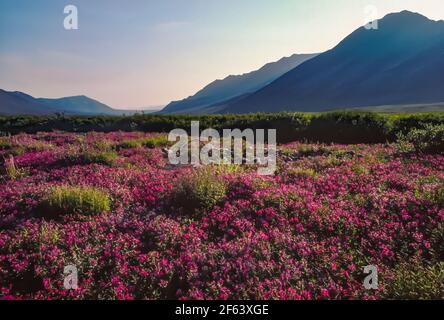 Zwergfeuerkraut, Chamaenerion latifolium, blühend entlang des Flusses in der arktischen Tundra von Gates of the Arctic National Park, Brooks Range, Alaska, USA Stockfoto