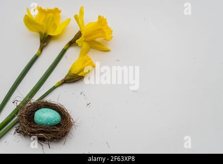 Anzeichen eines frühen Frühlings: Leuchtend gelbe Narzissen und Vögel nisten mit einem blauen Ei Stockfoto