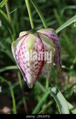 Fritillaria meleagris Schlangenkopf-Fritillary – karierte lila und weiße glockenförmige hängende Blüten, März, England, Großbritannien Stockfoto