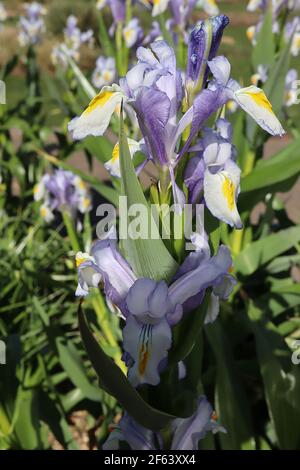 Iris magnifica Juno Juno Bartlose Iris – hellblaue Fliederblüten mit weißgelben Kämmen, März, England, UK Stockfoto