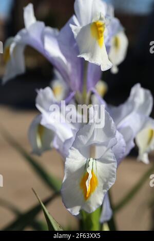 Iris magnifica Juno Juno Bartlose Iris – hellblaue Fliederblüten mit weißgelben Kämmen, März, England, UK Stockfoto