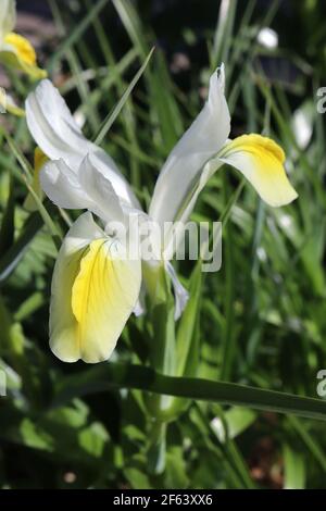 Iris magnifica 'Alba' White Juno Iris – weiße Blüten mit gelben Kämmen, März, England, UK Stockfoto
