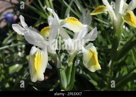 Iris magnifica 'Alba' White Juno Iris – weiße Blüten mit gelben Kämmen, März, England, UK Stockfoto