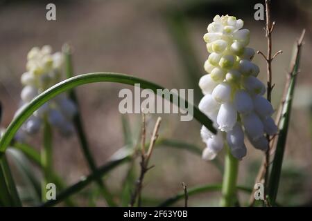 Muscari armeniacum ‘Album’ weiße Traubenhyazinthe – eine Ansammlung winziger, urnenförmiger weißer Blüten auf kegelförmigem Blütenkopf, März, England, Großbritannien Stockfoto