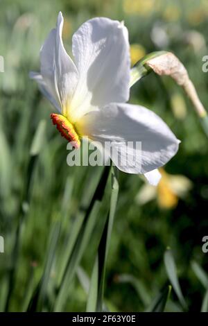 Narcissus Poeticus var. recurvus Division 13 Botanischer Name Narzissus-Augendaffodil – weiße Blütenblätter, kleine gelbe Tasse mit rotem Rand, März, England Stockfoto