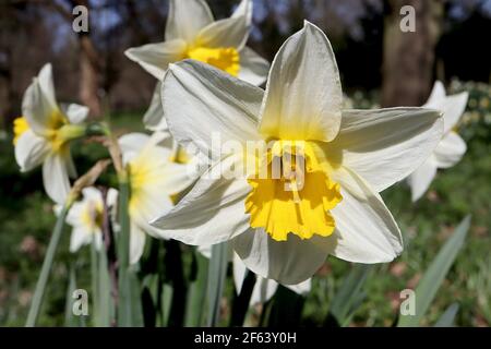 Narcissus ‘Topolino’ Division 1 Trompete Narzissen Topolino Narzissen - weiße Blütenblätter mit großen goldgelben Rüschentassen, März, England, Großbritannien Stockfoto