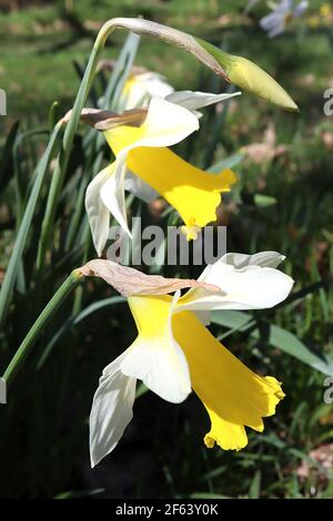 Narcissus ‘Topolino’ Division 1 Trompete Narzissen Topolino Narzissen - weiße Blütenblätter mit großen goldgelben Rüschentassen, März, England, Großbritannien Stockfoto