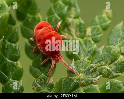 Leuchtend farbige rote Samtmilbe, Trombidiidae-Arten, die auf den grünen kalkigen Blättern einer roten Zeder kriechen Stockfoto