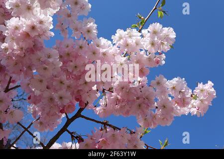 Prunus ‘„Accolade“ Accolade Kirschblüte – halbdoppelte rosa und weiße Blüten, März, England, Großbritannien Stockfoto