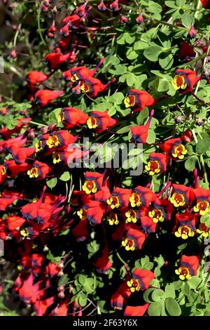 Tropaeolum tricolor chilenische Kapuzinerkresse – Masse kleiner trichterförmiger gelber Blüten mit scharlachroten und schwarzen Kelchblättern, März, England, Großbritannien Stockfoto