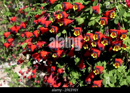 Tropaeolum tricolor chilenische Kapuzinerkresse – Masse kleiner trichterförmiger gelber Blüten mit scharlachroten und schwarzen Kelchblättern, März, England, Großbritannien Stockfoto