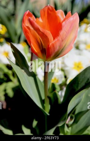 Tulipa ‘Orange Emperor’ Fosteriana 13 Orange Emperor Tulpe – orange Tulpen mit grünen Flammen, März, England, Großbritannien Stockfoto