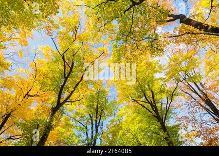 Blick auf Wald von gemischten Laubbäumen im Herbst Stockfoto
