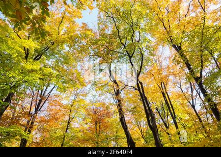 Blick auf Wald von gemischten Laubbäumen im Herbst Stockfoto