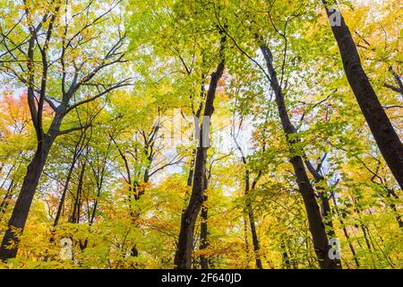 Blick auf Wald von gemischten Laubbäumen im Herbst Stockfoto