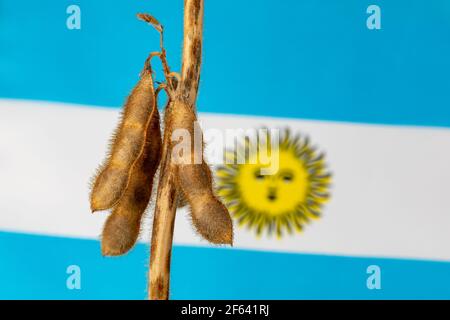 Sojabohnenschote und Pflanze nach argentinischer Flagge. Sojabohnenhandel, -Importe, -Exporte und -landwirtschaftlicher Ansatz. Stockfoto