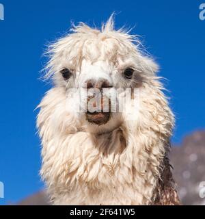 Lama oder lama, ein Tierkopfporträt, Anden, Peru Stockfoto