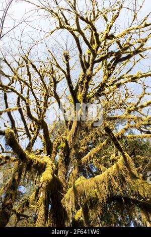 Moos bedeckte Äste mit Sonne, die durch sie im Olympic National Park scheint. Stockfoto