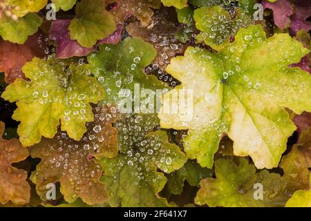 Wassertröpfchen auf Spinnennetz sponnen über Heuchera - Coral Flower Blätter Stockfoto