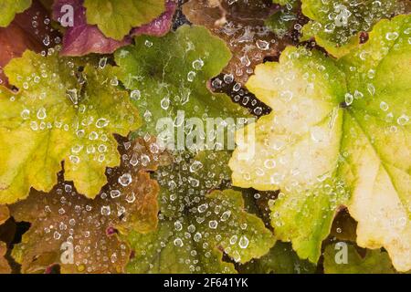 Wassertröpfchen auf Spinnennetz sponnen über Heuchera - Coral Flower Blätter Stockfoto