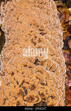 Hellbrauner und brauner Wildpilz, der bei Toten wächst Baumstamm Stockfoto
