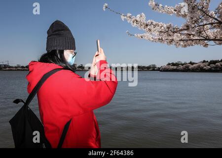 Washington, USA. März 2021, 29th. Am 29. März 2021 versammeln sich Menschen in der Nähe des Tidal Basin, um die blühenden Kirschbäume in Washington, DC zu sehen. (Foto von Oliver Contreras/SIPA USA) Quelle: SIPA USA/Alamy Live News Stockfoto