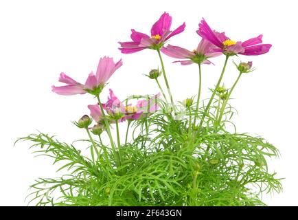 Mexikanischer Aster, Kosmos, bipinnatus isoliert auf weißem Hintergrund Stockfoto