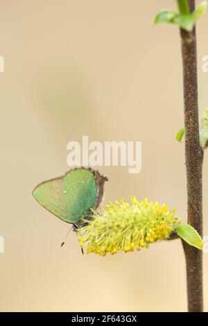 Grüne Haarsträhne, Callophrys rubi Fütterung auf Weide Stockfoto