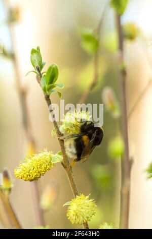 Buff-tailed Hummel, Bombus terrestris Königin Fütterung Stockfoto