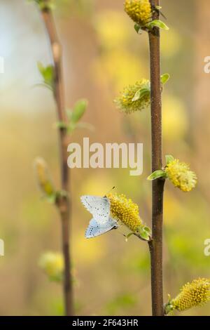 Holly blau, Celastrina argiolus Fütterung auf blühende Weide Stockfoto