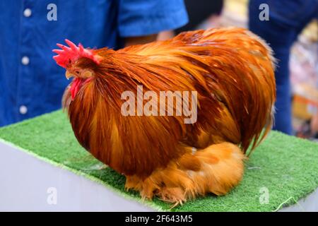 Goldbraunes Huhn steht auf grünem Boden in einem Haustier Gut Stockfoto