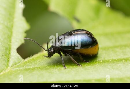Weiblicher Erlenblattkäfer Agelastica alni voll mit Eiern auf Erlenblatt Stockfoto