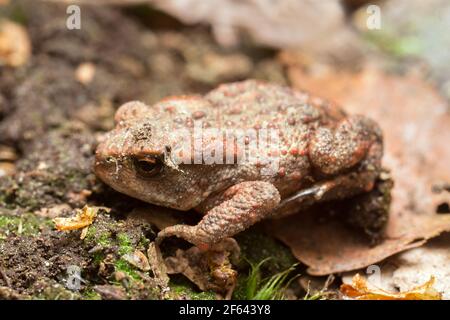 Junge Kröte, Bufo bufo auf dem Boden Stockfoto