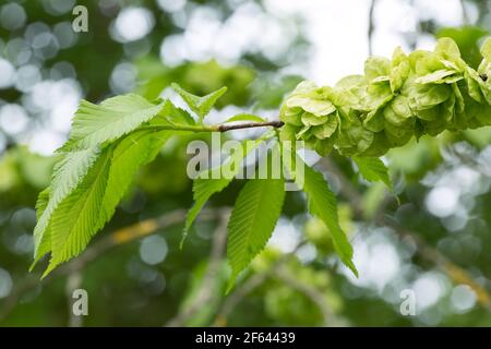 Wych Ulme, Ulmus glabra Zweig im Frühling Stockfoto