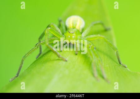 Grüne Jägerspinne, Micrommata virescens getarnt auf Maiglöckchen des Talblattes, Copyspace auf dem Foto Stockfoto