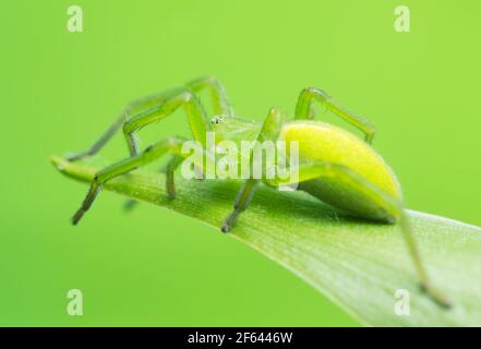 Grüne Jägerspinne, Micrommata virescens getarnt auf Maiglöckchen des Talblattes, Copyspace auf dem Foto Stockfoto