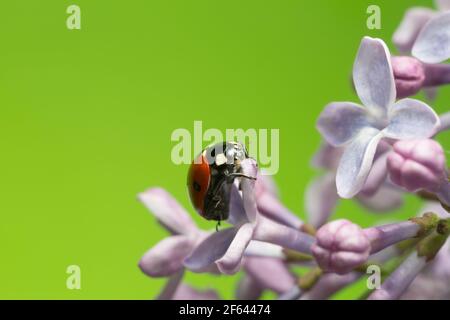 Sieben Fleck Marienkäfer auf Flieder, Copyspace auf dem Foto Stockfoto