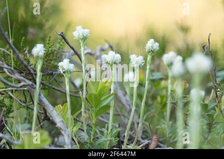 Blühender Berg ewig, Antennaria dioica in trockener Umgebung Stockfoto