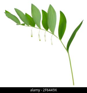 Blühende eckige salomonssiegel, Polygonatum odoratum isoliert auf weißem Hintergrund Stockfoto