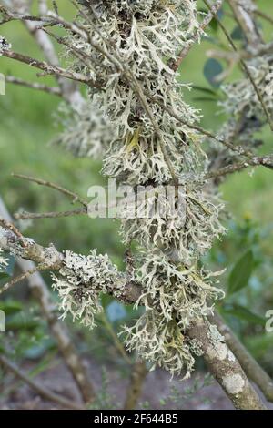 Eichenmoos, Evernia prunastri Stockfoto