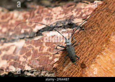 kiefernsäger, Monochamus sutor auf Kiefernholz Stockfoto