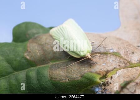 Grüne Eiche tortrix, tortrix viridana auf Eichenblatt Stockfoto