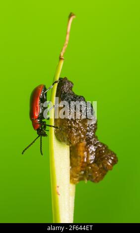 Scharlachrote Lilienkäfer, lilioceris lilii und Larve auf Lilienblatt Stockfoto