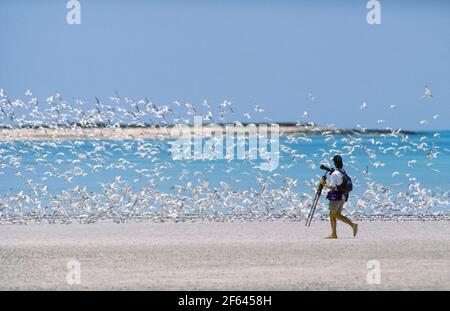 Fotograf beobachtet die Herde von Sooty Turns auf den Lacepede Islands, Kimberley, AUSTRALIEN Stockfoto