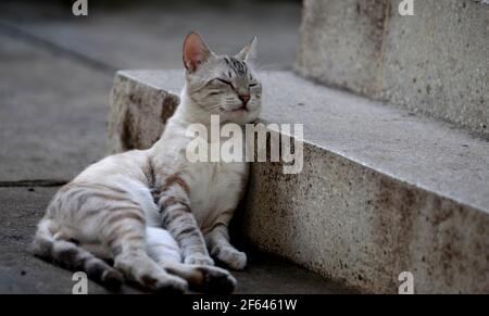 salvador, bahia / brasilien - 21. september 2008: Katze wird auf der Straße in der Stadt Salvador frei laufen gesehen. *** Ortsüberschrift *** . Stockfoto