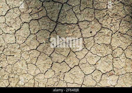 Braun trocken gerissenen Boden mit getrockneten alten Blättern. Getrocknete Ton Textur und Muster rissige Oberfläche von Ton und Land. Stockfoto