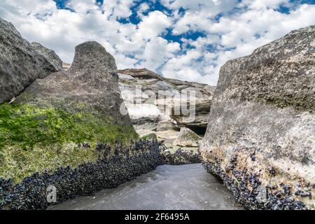 Die Kolonie der Muscheln auf dem Stein Stockfoto