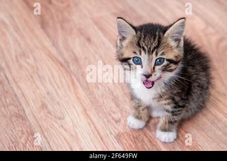 Portrait Katzenmähen auf Holzboden Kätzchen warten auf Nahrung. Kleine gestreifte Katze sitzt auf Holzboden, leckt und schaut auf die Kamera. Copyspace Stockfoto